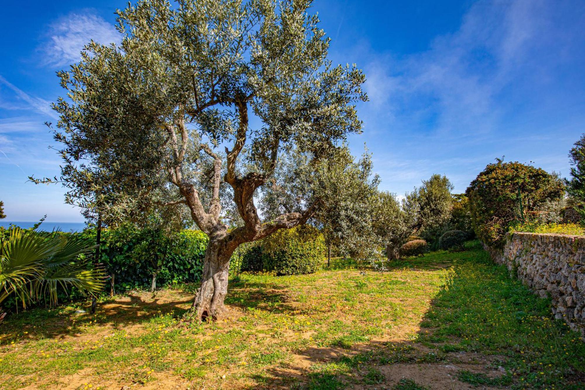 Il Cottage Di Villa Sveva, Splendida Vista Mare Porto Santo Stefano  Exterior foto